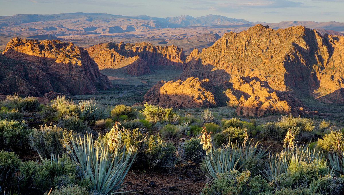 Desert Fields